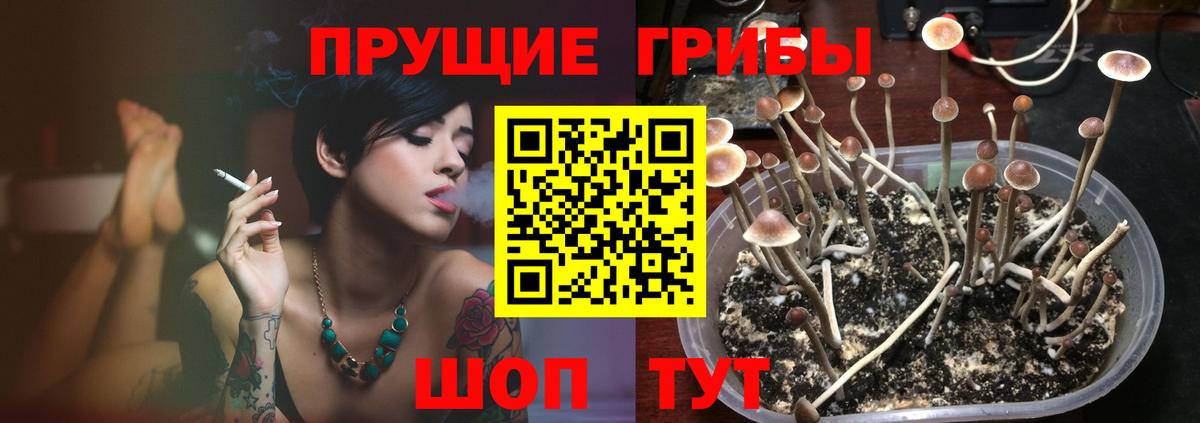 Галлюциногенные грибы Psilocybine cubensis Заречный